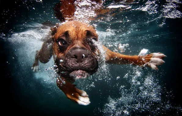 Picture bubbles, dog, under water, floats