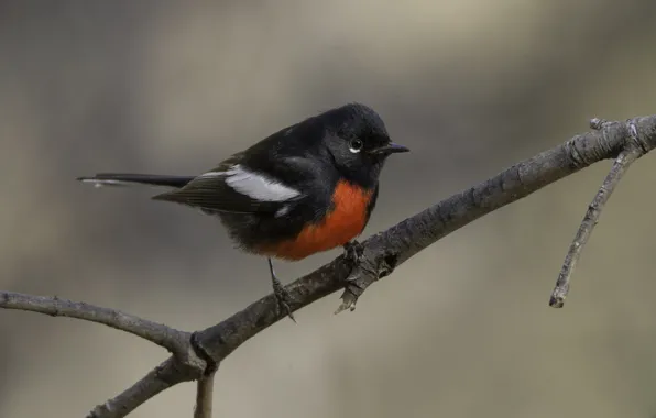Branch, bird, bright, baby