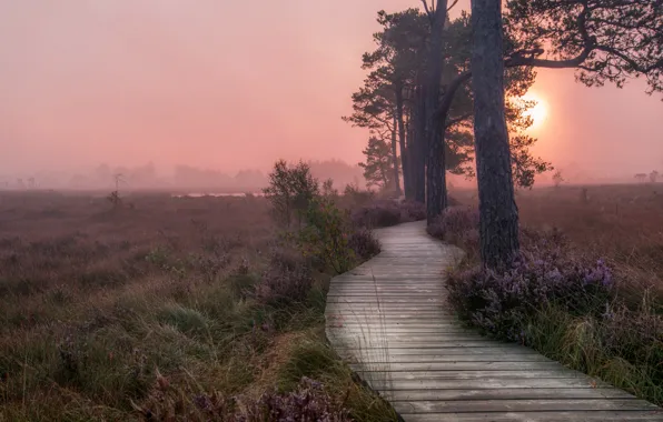 Picture sunset, fog, track