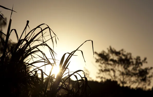 Grass, the sun, sunset, heat, the evening
