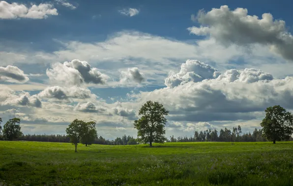 Greens, field, the sky, grass, clouds, trees, blue, dal