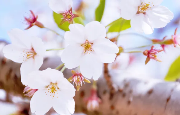 Summer, sprig, flowering, white flowers
