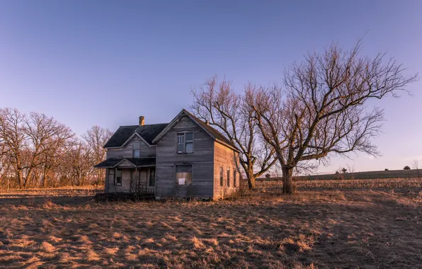 Field, light, trees, home, morning