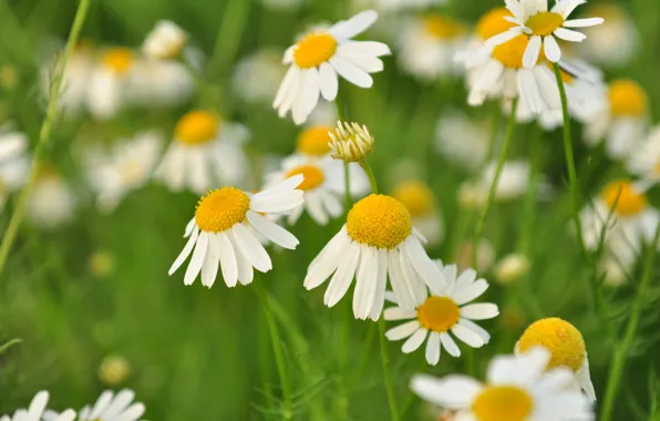 Picture greens, summer, flowers, nature, chamomile