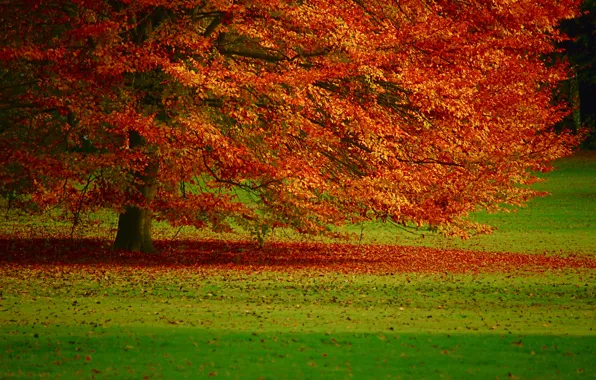 Autumn, tree, foliage
