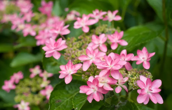 Macro, flowers, hydrangea, inflorescence