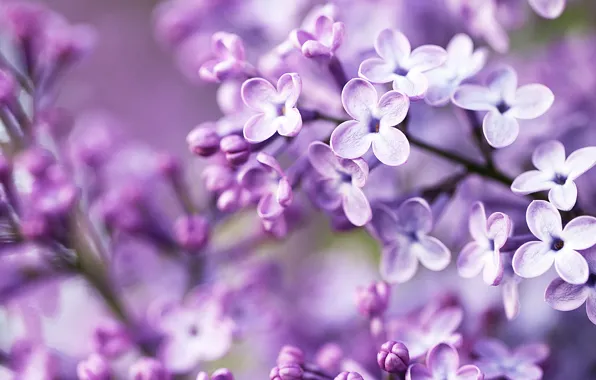 Macro, flowers, lilac, branch, spring, petals, flowers, lilac