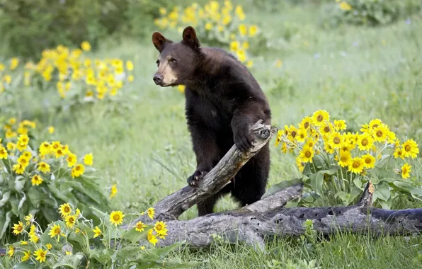 Picture flowers, nature, bear
