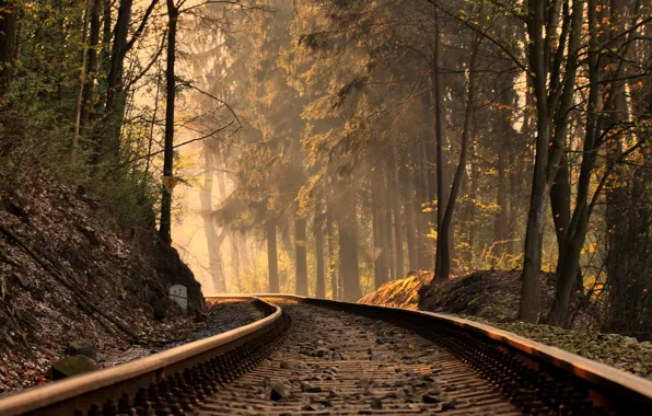 Autumn, forest, light, railroad