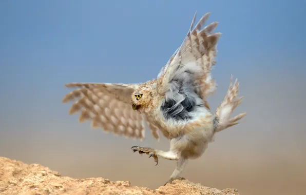 Owl, bird, predator, hunting, the dance around the snake