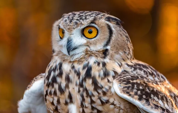 Picture owl, bird, Desert owl