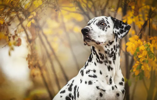 Autumn, look, face, leaves, branches, nature, background, foliage