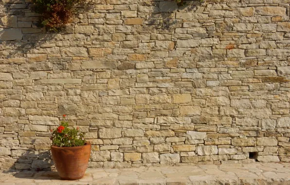 Flower, flowers, background, wall, widescreen, Wallpaper, stone, shadow