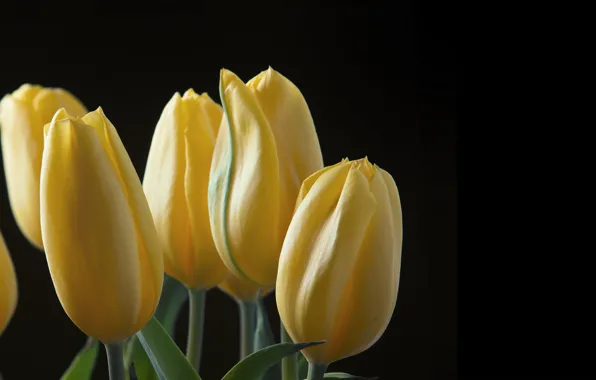 Leaves, nature, background, petals, tulips