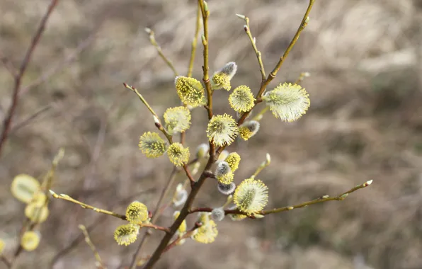 The sun, branch, spring, flowering, Verba, bokeh