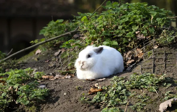 Rabbit, Hare, Mammal, Wild Rabbit