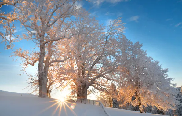 Winter, frost, forest, the sky, the sun, clouds, rays, light