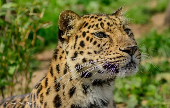 Picture face, predator, wild cat, the Amur leopard