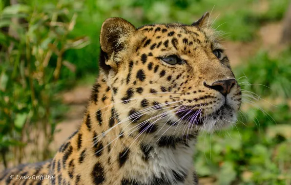 Face, predator, wild cat, the Amur leopard