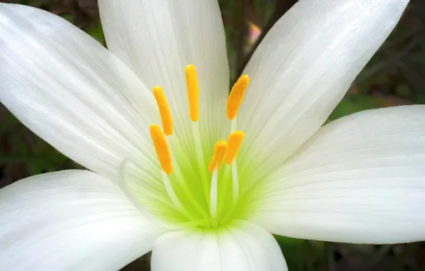 Flower, Lily, petals, stamens