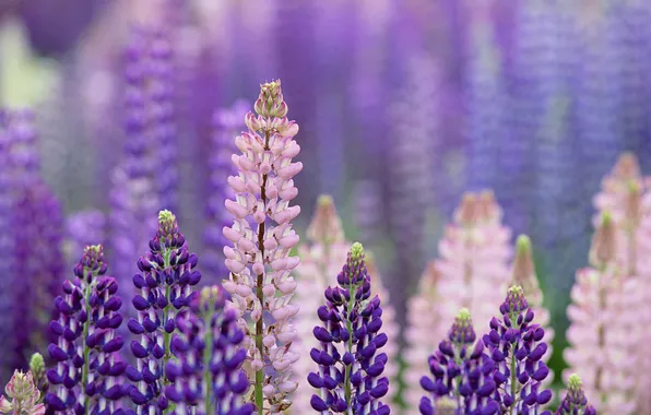 Purple, summer, macro, flowers, pink