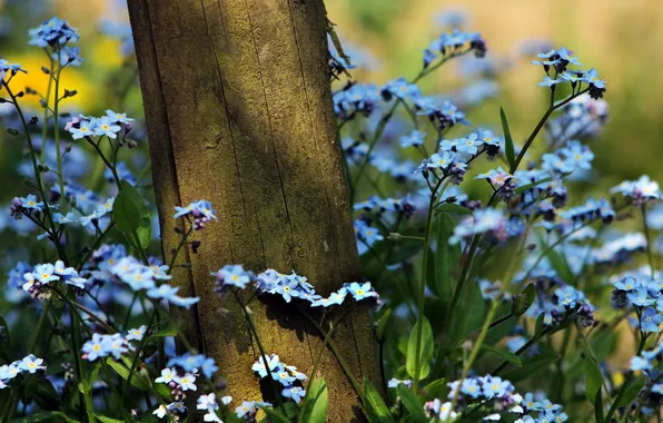Tree, forget-me-nots, wildflowers