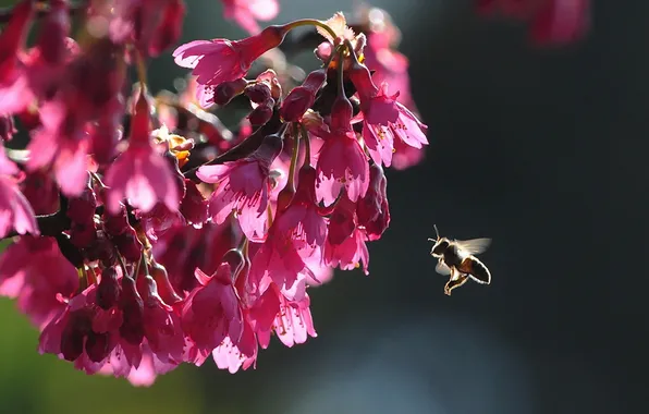 Picture nature, bee, Sakura