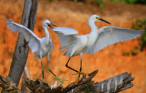 Picture trees, nature, bird, wings, beak