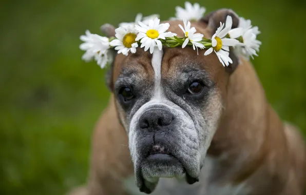 Picture look, flowers, each, dog