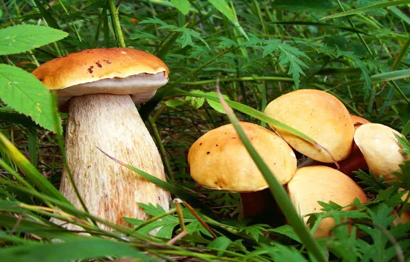 Picture family, White mushroom, summer forest