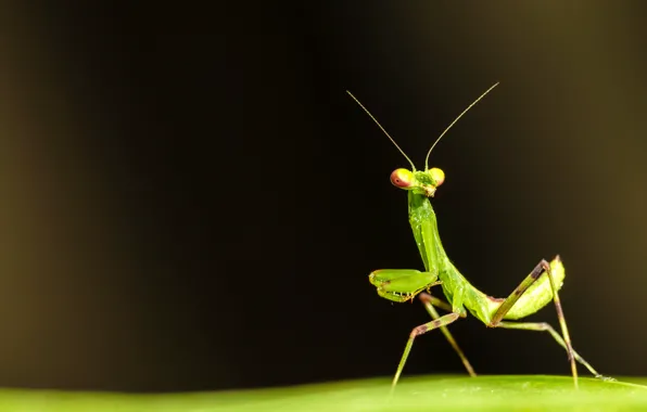 Picture surface, sheet, green, mantis, insect, antennae