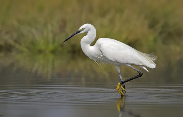 Water, nature, bird, white egret, steps, DUELL ©