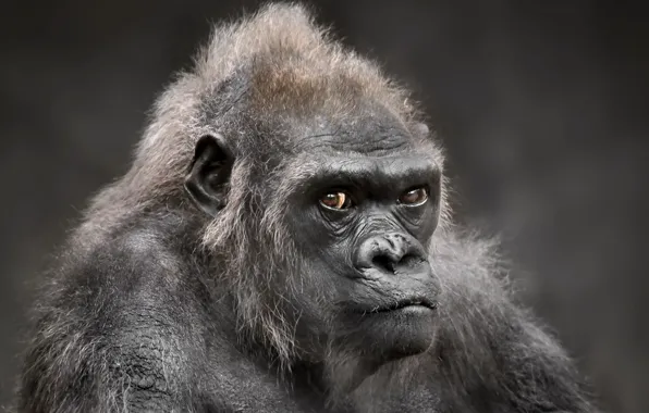 Look, background, gorilla