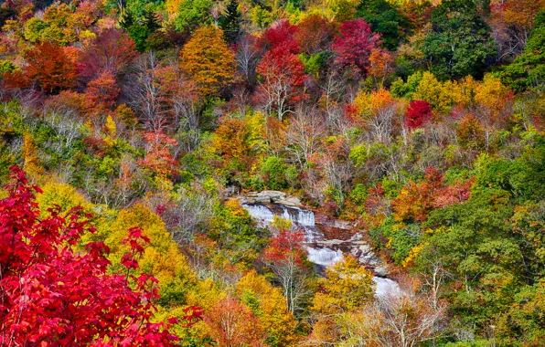 Autumn, forest, leaves, trees, mountains, river