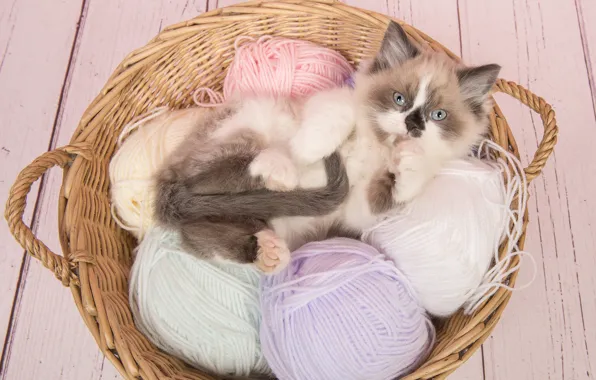 Cat, look, tangle, pose, kitty, background, legs, lies