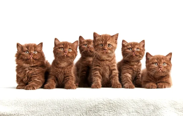 Look, kittens, white background, company, brown, cuties, a lot, faces