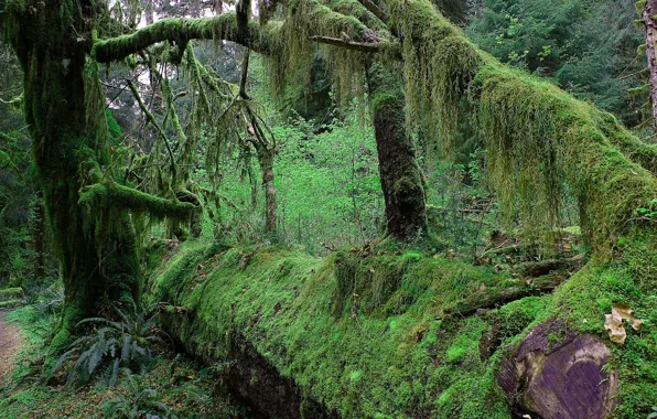 Forest, trees, thickets, moss, branch, thicket, jungle, trunk