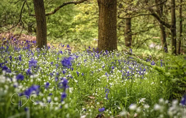 Picture forest, flowers, nature