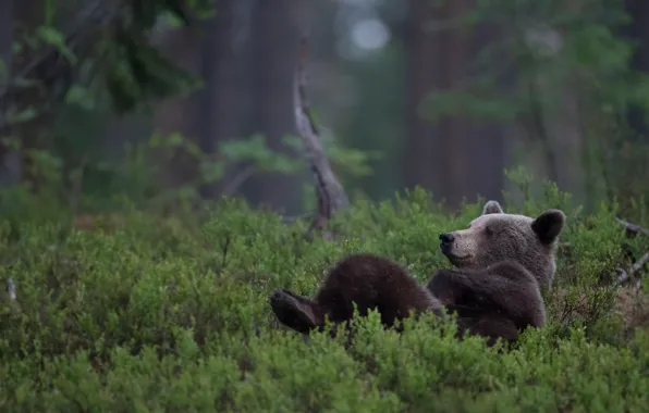 Picture forest, relax, bear, chill