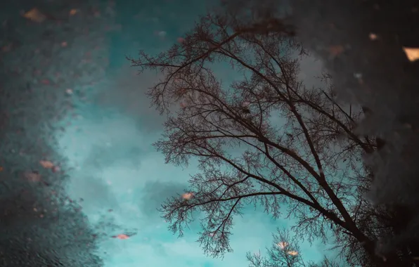 Autumn, the sky, trees, reflection, puddle