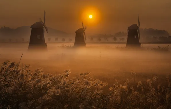 Picture field, the sky, grass, the sun, landscape, nature, fog, dawn