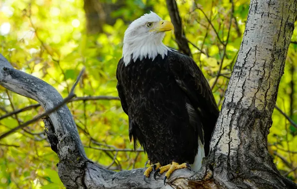 Autumn, branches, tree, bird, eagle, foliage, bald eagle