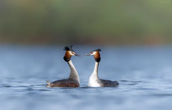 Water, nature, river, background, bird, pair, bokeh, Loon
