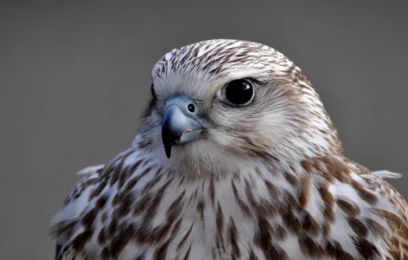 Picture look, grey, background, bird, portrait, Falcon