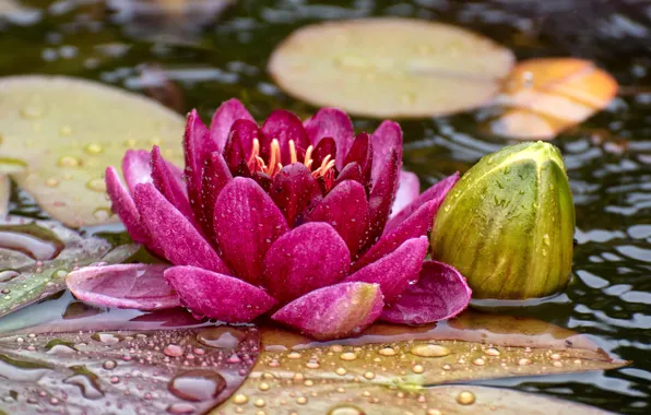 Flower, leaves, water, drops, macro, bright, lake, pond