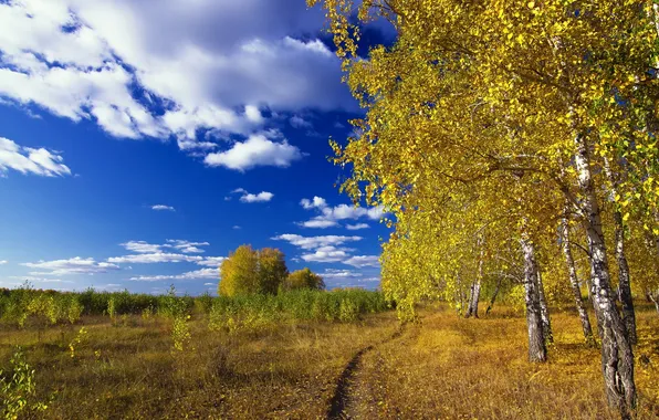 Field, summer, trees