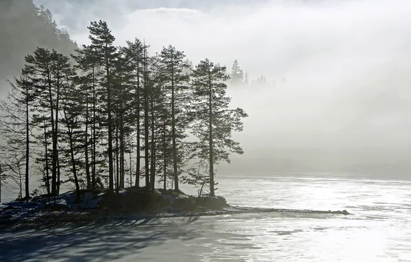 Picture trees, landscape, nature, fog, lake, morning