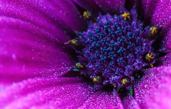 Picture flower, drops, macro, Osteospermum, the Asteraceae family