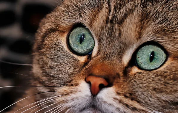 Cat, cat, look, face, close-up, grey, portrait, basket