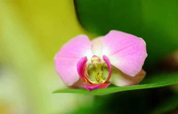 Photo, Flowers, Petals, Orchid, Closeup